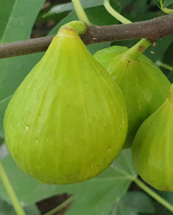 Bio Feigenbaum Atreano (**) Bio Feigenbaum Atreano (**)