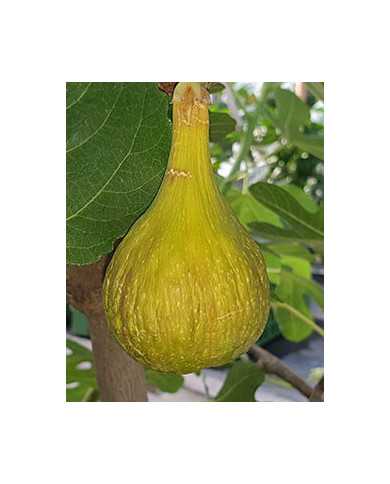 Bio Feigenbaum Atreano (**) Bio Feigenbaum Atreano (**)