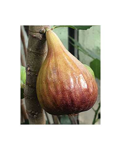 Bio Feigenbaum Bakor (**)