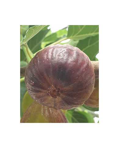 Bio Feigenbaum Bakor (**) Bio Feigenbaum Bakor (**)