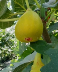 biofeigenbaumbecane biofeigenbaumbecane