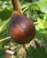 biofeigenbaumbellone biofeigenbaumbellone