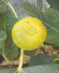 biofeigenbaumbianchetta biofeigenbaumbianchetta