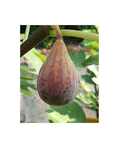 biofeigenbaumblackceleste biofeigenbaumblackceleste