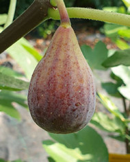 biofeigenbaumblackceleste