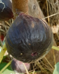 biofeigenbaumblackdonov biofeigenbaumblackdonov