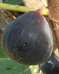 Bio Feigenbaum Black Donov (*)