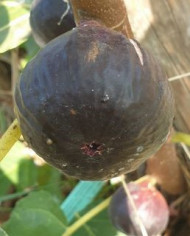 Bio Feigenbaum Black Donov (*)