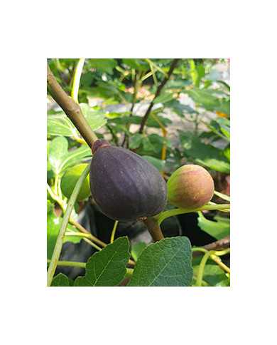 biofeigenbaumblackischia