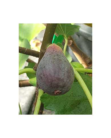 Bio Feigenbaum Black Ischia (*)