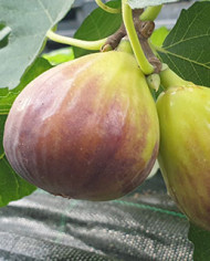 Bio Feigenbaum Black Jack (*)