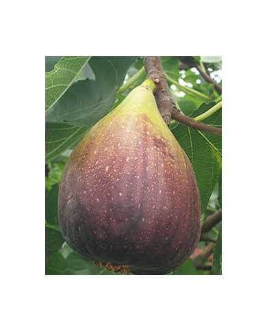 Bio Feigenbaum Black Jack (*)