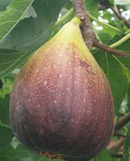 Bio Feigenbaum Black Jack (*)