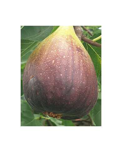 Bio Feigenbaum Black Jack (*)