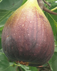 Bio Feigenbaum Black Jack (*)