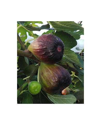 Bio Feigenbaum Black Jack (*)