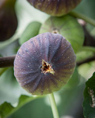 biofeigenbaumblackmadeira