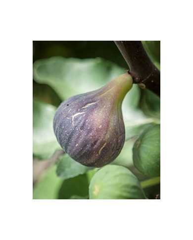 Bio Feigenbaum Black Madeira (***)