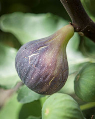 Bio Feigenbaum Black Madeira (***)