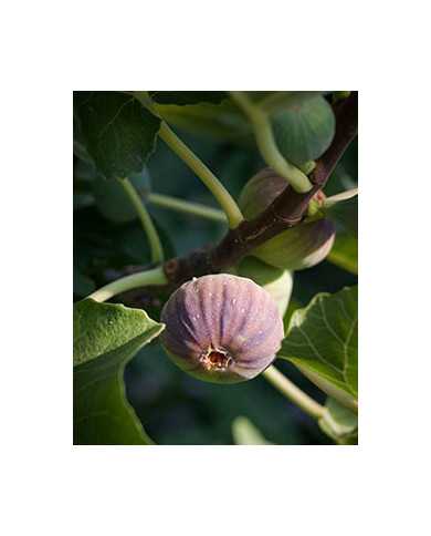 Bio Feigenbaum Black Madeira (***)