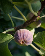 Bio Feigenbaum Black Madeira (***)