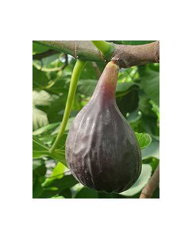 Bio Feigenbaum Black Mission (**)