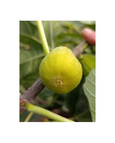 Bio Feigenbaum Blanche d`Alsache (*)