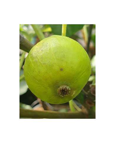 biofeigenbaumblanched'argenteuil