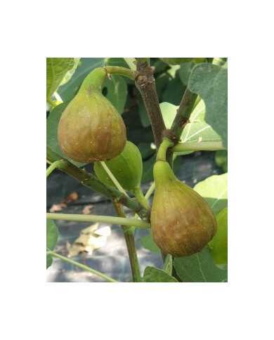 Bio Feigenbaum Bornholm's Diamant