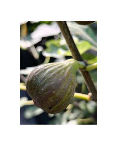 Bio Feigenbaum Bornholm's Diamant Bio Feigenbaum Bornholm's Diamant