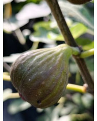 Bio Feigenbaum Bornholm's Diamant Bio Feigenbaum Bornholm's Diamant