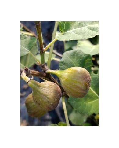 Bio Feigenbaum Bornholm's Diamant Bio Feigenbaum Bornholm's Diamant