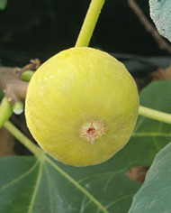 Bio Feigenbaum Bourjasotte Blanche (*)