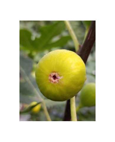 Bio Feigenbaum Bourjasotte Blanche (*)