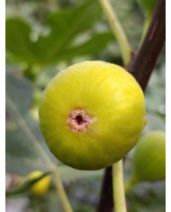 Bio Feigenbaum Bourjasotte Blanche (*)