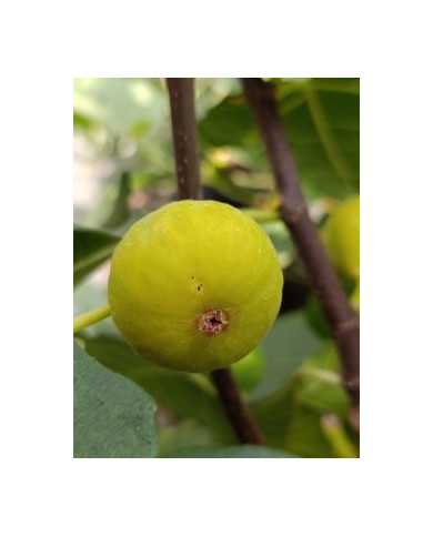 Bio Feigenbaum Bourjasotte Blanche (*)