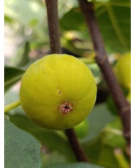 Bio Feigenbaum Bourjasotte Blanche (*)