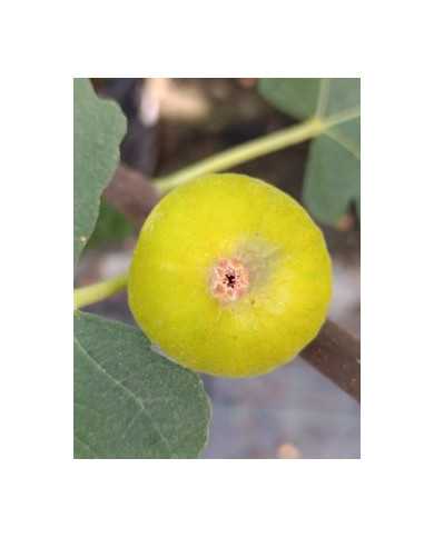 Bio Feigenbaum Bourjasotte Blanche (*)