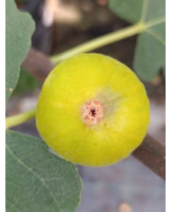 Bio Feigenbaum Bourjasotte Blanche (*)