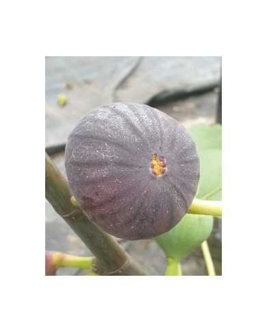 biofeigenbaumbourjasottenoire