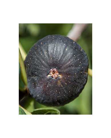 biofeigenbaumbrogiottonero