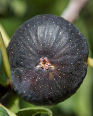 biofeigenbaumbrogiottonero biofeigenbaumbrogiottonero