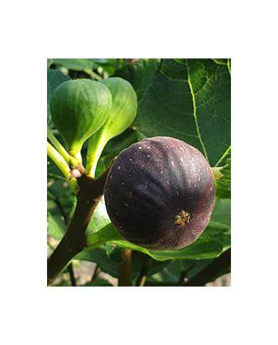 Bio Feigenbaum Brogiotto Nero (*)