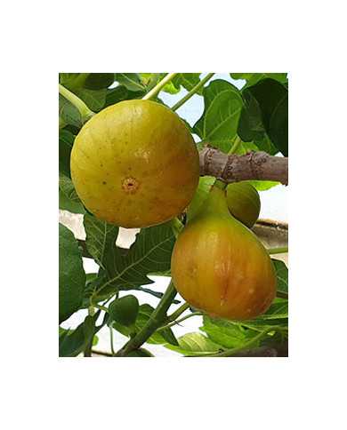 biofeigenbaumbrunswick