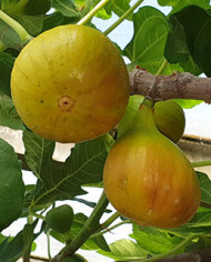 biofeigenbaumbrunswick biofeigenbaumbrunswick