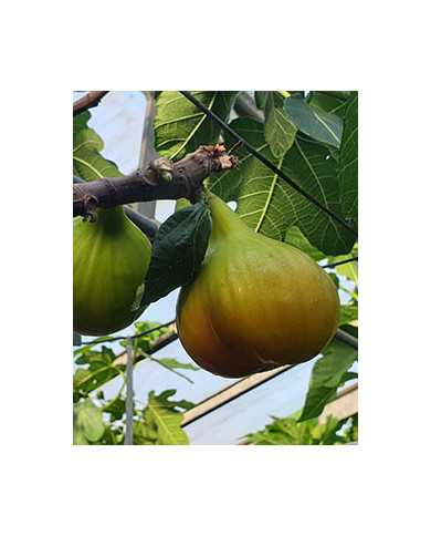 Bio Feigenbaum Brunswick (*)