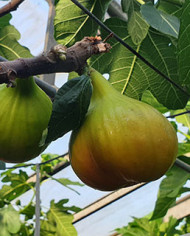 Bio Feigenbaum Brunswick (*)