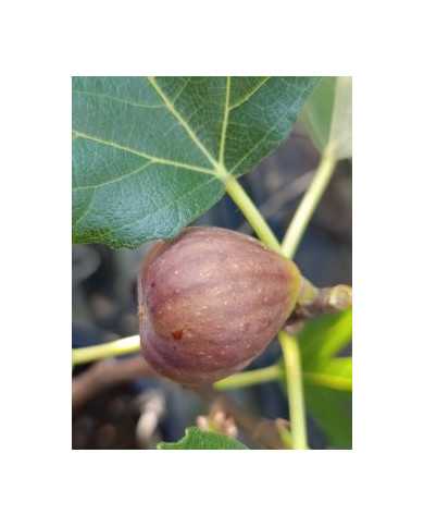 biofeigenbaumbthernals