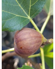 biofeigenbaumbthernals