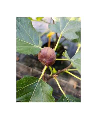 Bio Feigenbaum BT Hernals